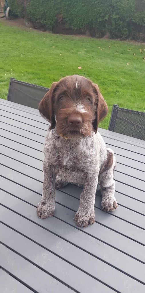 Du Menillet - Chiot disponible  - Chien d'arrêt allemand à poil dur