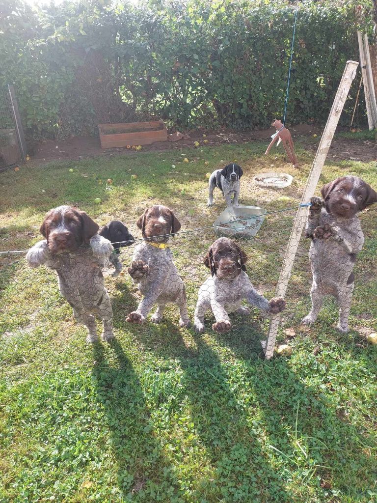 chiot Chien d'arrêt allemand à poil dur Du Menillet